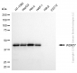 KD-Validated Anti-WD Repeat Domain 77 Mouse Monoclonal Antibody